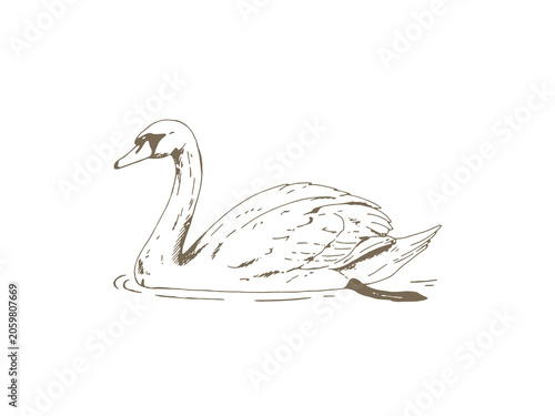 Schilderij op canvas Vintage Mute Swan Illustration, Hand Drawn Engraving Style Wildlife Drawing