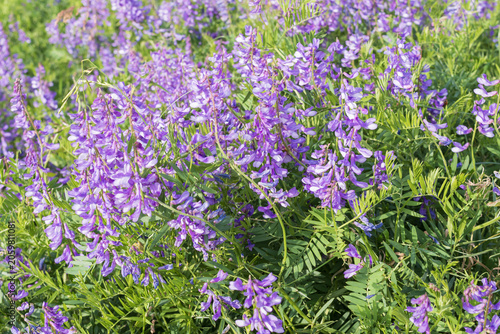 Bild auf Leinwand Wild vetch plants covered with purple blossoms creating a colorful summer meadow and natural floral background