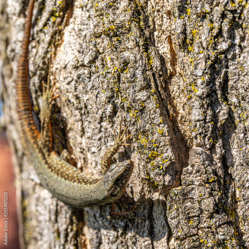 Eidechse auf einem Baum