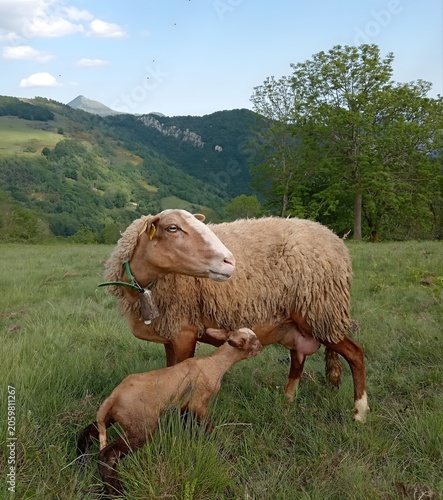 Mother sheep with her calf in the field