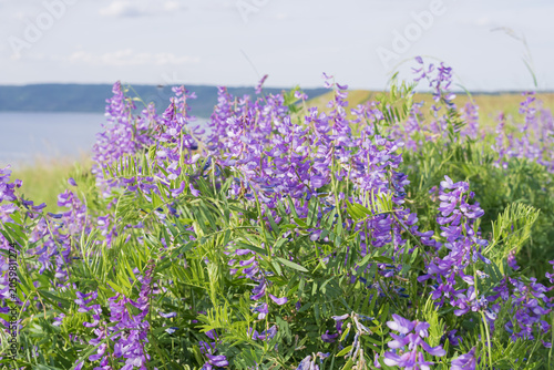 Bild auf Leinwand Wild vetch plants covered with purple blossoms creating a colorful summer meadow and natural floral background