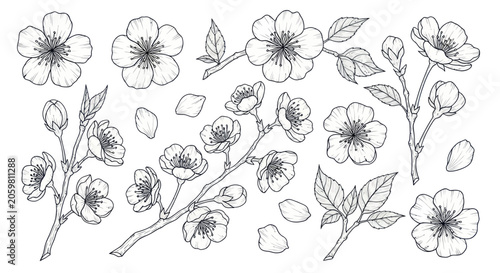 Cherry blossom sakura line art collection with branches and petals