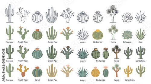 Quadro su tela Diverse Cactus Collection Vector Set - Desert Plants and Succulents