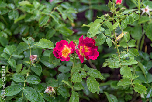 pink rose bush