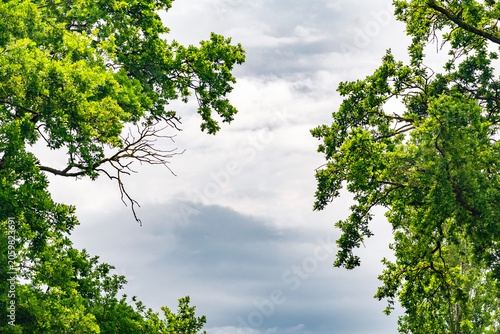 Branches of an old oak tree against a cloudy sky