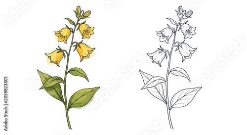 Yellow bellflower botanical set with colored and outline versions