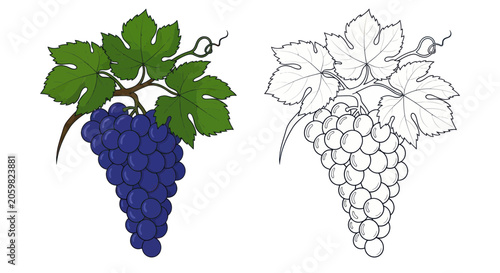 Purple grapes bunch with leaves and black and white coloring page