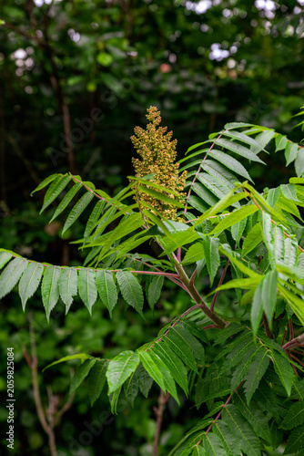 green fern leaves