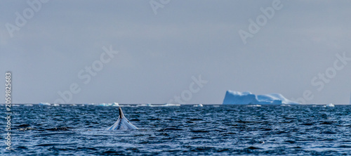 Close-up of the lateral fin of a sleeping Humpback Whale -Megaptera novaeangliae- against the background of a giant tabular iceberg, near Graham passage and Charlotte Bay on the Antarctic Peninsula