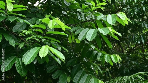 Lush Green Tropical Forest Leaves Swaying Gently in Breeze