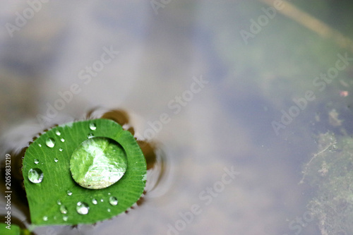 rosée sur feuille de trèfle qui flotte