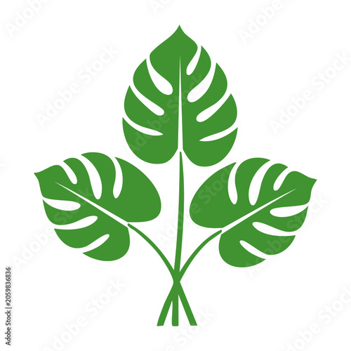 Monstera Leaf Vector Illustration