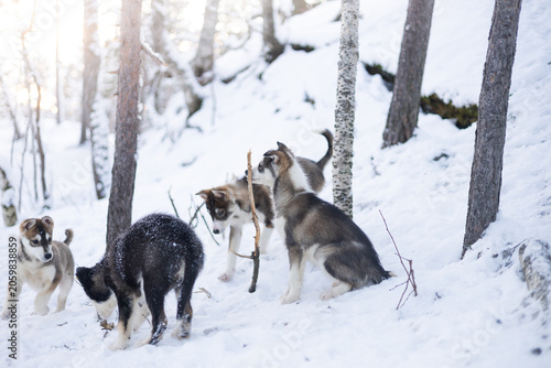 Photography Playful group of adorable husky puppies frolic together in the snow in Northern