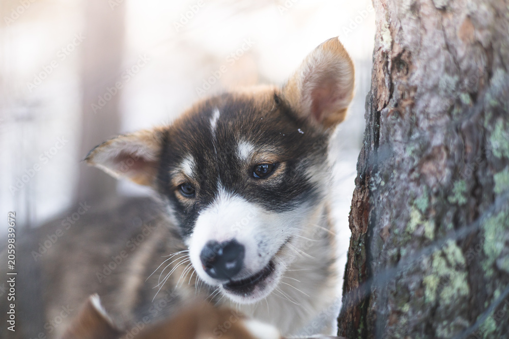 Obraz premium Brown and white husky puppy walks toward the camera on a snowy forest path near Tromso