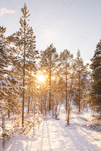 Golden sunrise filters through snow-covered pine trees in Northern Norway