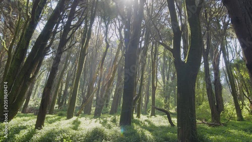 Slow cinematic movement of the camera along a wild spring forest with lush grass and tall trees. Backlighting of the morning sun with sun rays through the forest vegetation.