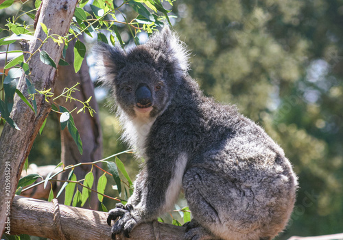 Photography Koala Sitting in Eucalyptus Tree at Werribee Open Range Zoo