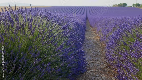 Blooming lavender fields with blue lavender flowers in summer France. Farm for the production of lavender oil. 