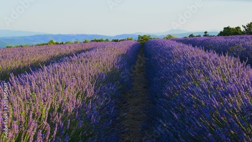 Blooming lavender fields with blue lavender flowers in summer France. Farm for the production of lavender oil. 