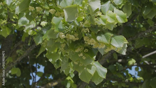 Close-up video of a blooming linden tree with delicate yellow flowers and green leaves waving in the wind.