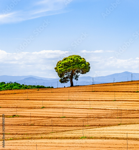 Feld und Grüner Baum in der Halbwüste Bardenas Reales in Navarra in Spanien