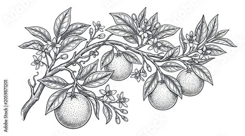 Tableau sur toile Vintage botanical engraving of orange branch with fruits and flowers