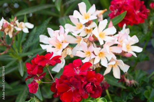 Billede på lærred Geranium and Oleander Flowers Pale Pink and Red png nature photography macro clo