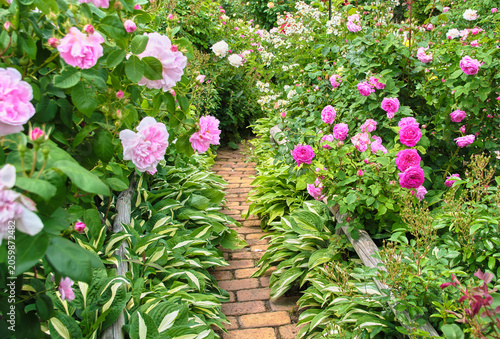 Fotografie ロイズ・ローズガーデンに咲くピンクのバラとレンガの小径 Pink roses blooming along a brick path at ROYCE' Ros