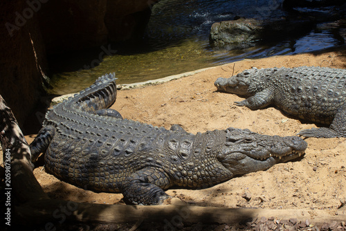 Bilde på lerret Nile Crocodile Close Up Photo png Africa Egypt Bioparc Fuengirola image photogra