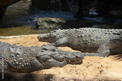 Foto Nile Crocodile Close Up Photo png Africa Egypt Bioparc Fuengirola image photogra