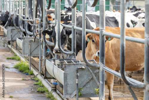 Dairy cows of various breeds in a dairy