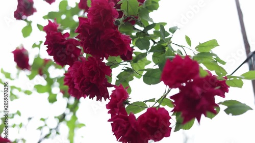 Close-up of vibrant red roses blooming on a vine with green leaves