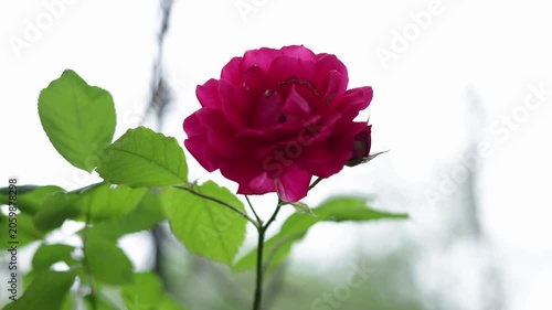 Close-up of a vibrant pink rose with lush green leaves in soft natural light