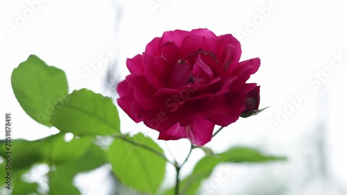 Close-up of a vibrant pink rose with green leaves against a bright, soft background