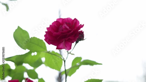 Close-up of a vibrant pink rose blooming with lush green leaves against a bright sky
