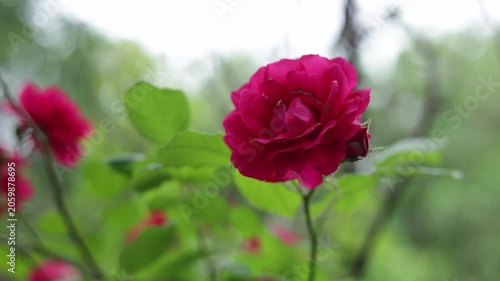Close-up of vibrant pink roses blooming in a garden on a bright day