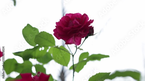 Close-up of a vibrant pink rose with green leaves against a bright sky
