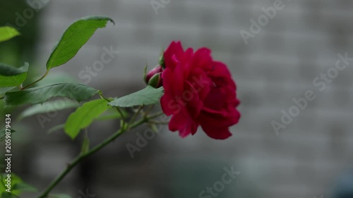 Close-up of a vibrant red rose blooming with green leaves in soft focus