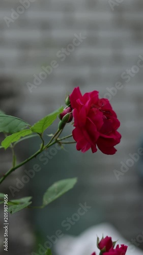 Close-up of vibrant red roses blooming on a branch with green leaves