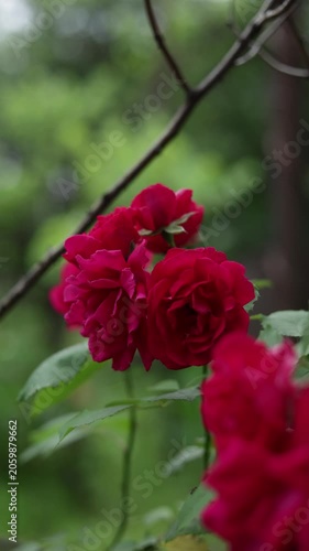 Close-up of vibrant red roses blooming in a garden with soft green foliage background