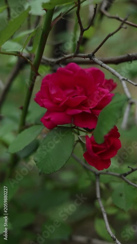 Close-up of vibrant red roses blooming on a thorny bush in soft natural light