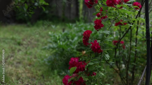 Vibrant red roses bloom on a lush green bush in a garden setting