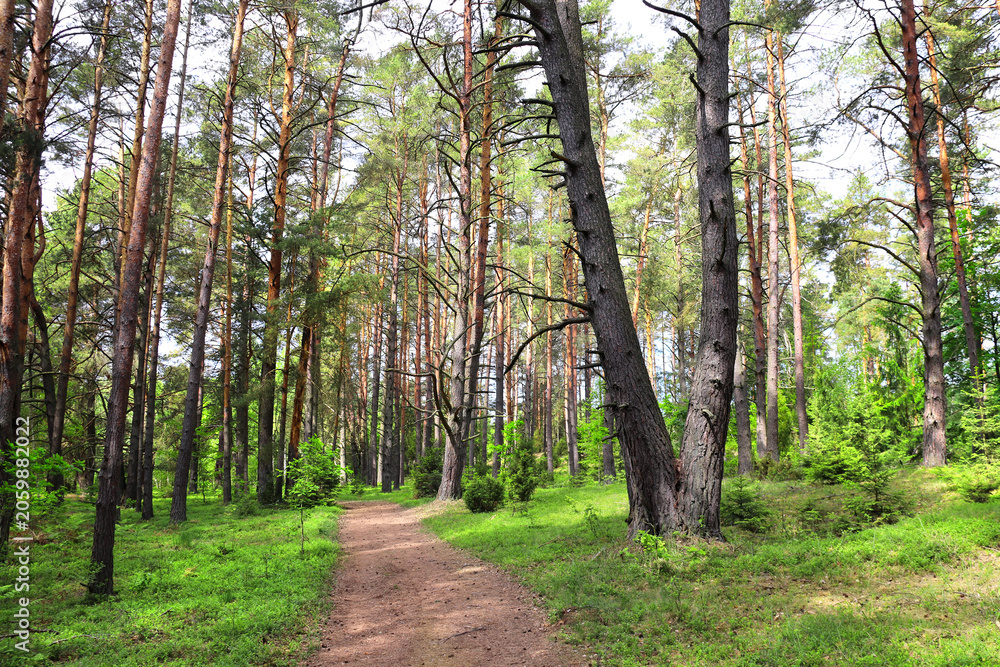 Fototapeta premium Picturesque landscape road in pine forest in sunny day. Beautiful scene with rays of sunlight in summer forest, Belovezhskaya Pushcha Nature Reserve. Woodland national park Bialowieza Forest, Europe