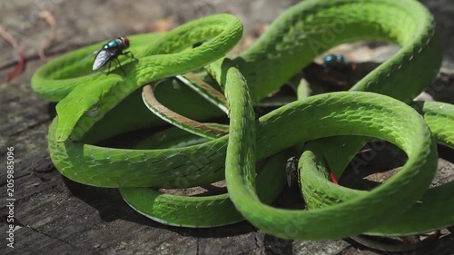 Ahaetulla prasina, or the bright green Asian vine snake, has a slender body and a pointed snout. Its venom, used to hunt small prey, is mild and not dangerous to humans.
