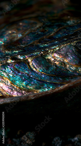 Abalone Shell Texture: An extreme close-up shot reveals the mesmerizing, iridescent texture of an abalone shell, showcasing its vibrant colors and intricate patterns in stunning detail.