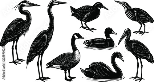 Photos Vintage woodcut waterfowl and wading birds illustration set featuring herons goo