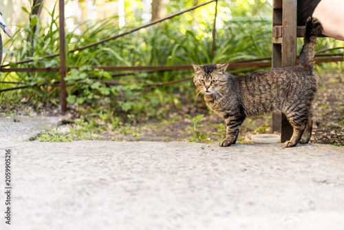 A tabby cat stands alertly on a concrete path in a garden setting