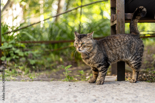 A tabby cat stands alertly on a concrete path in a garden setting