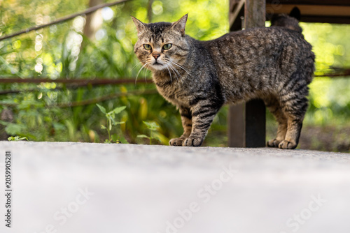 A tabby cat with striking green eyes stands alert outdoors on a concrete surface