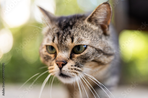 Close-up portrait of a tabby cat with green eyes and long whiskers outdoors